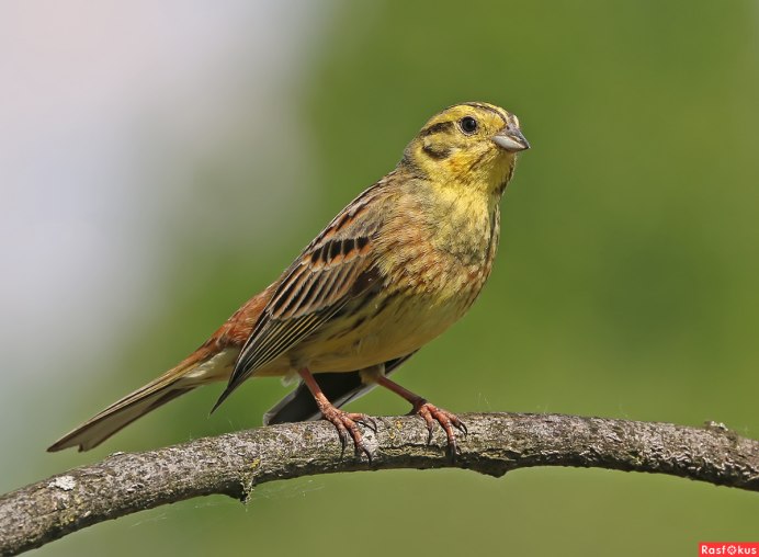 Emberiza citrinella
