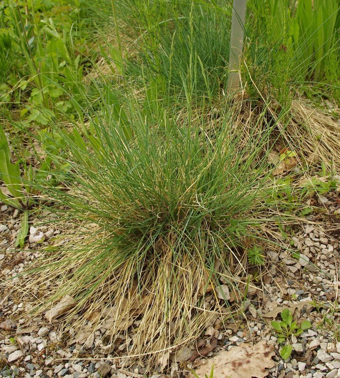 Обыкновенная овсянка самка