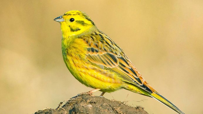 Обыкновенная овсянка самка