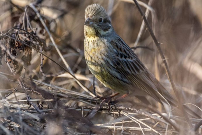 Обыкновенная овсянка самка