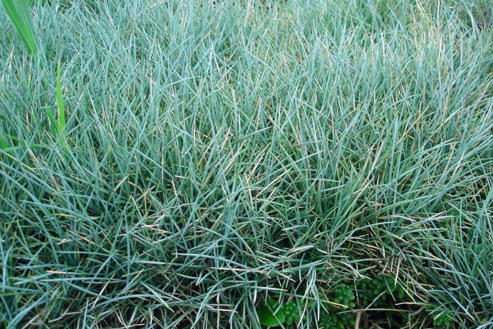 Овсяница (Festuca)