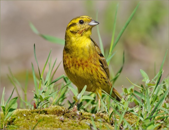 Огородная овсянка