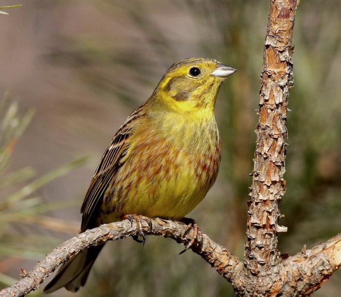 Овсянка обыкновенная птица зимует