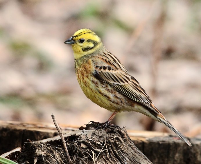 Зябликовая овсянка