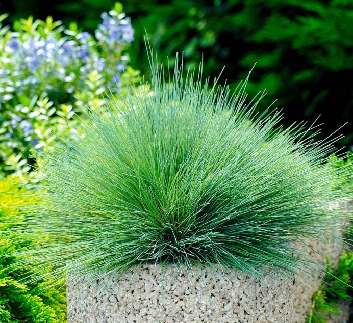 Овсяница Сибирская