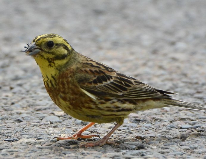 Обыкновенная овсянка самка