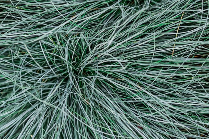 Овсяница Арктическая