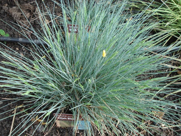 Овсяница овечья сизая