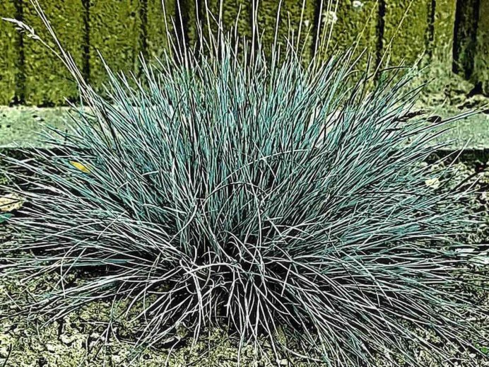 Желтенькая овсянка птица