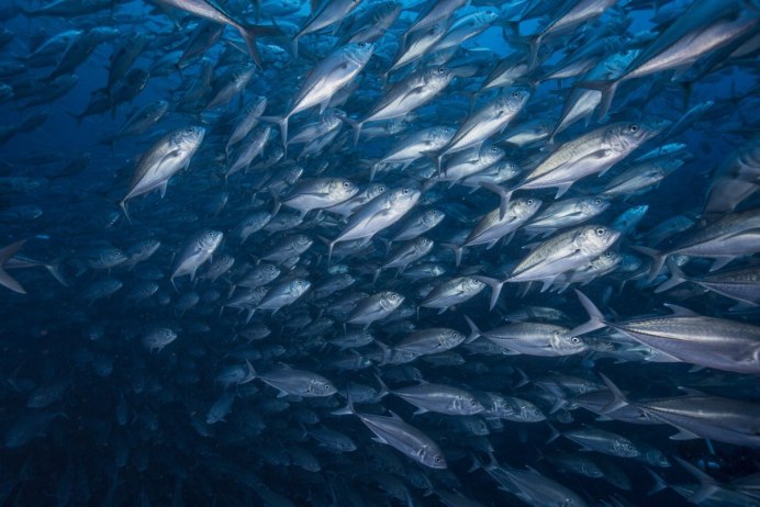 Рыболовство в тихом океане
