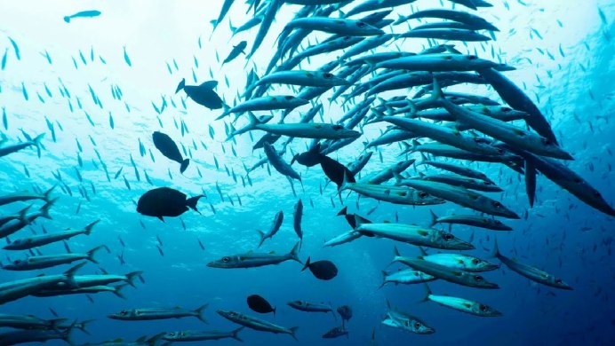 Треска в Северном Ледовитом океане