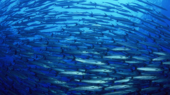 Ферма по разведению рыб фон для презентации