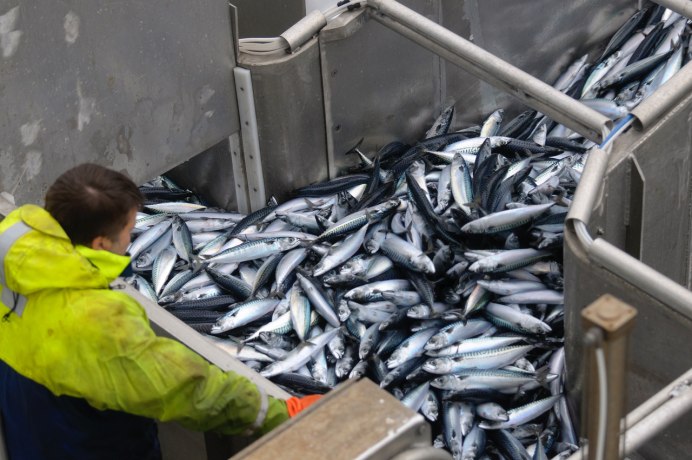 Сардина Черноморская