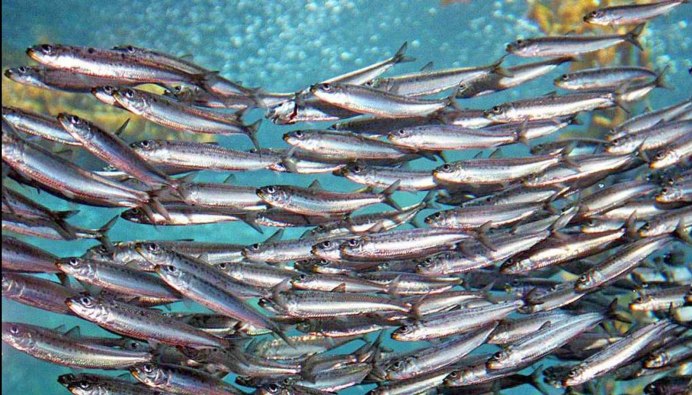 Перелов рыбы