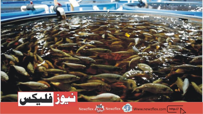 Сельское хозяйство рыба