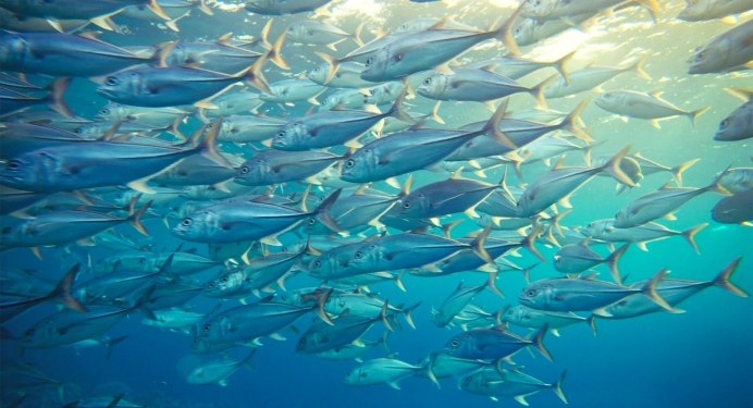 Стая тунцов в море