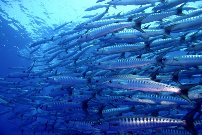 Сельдь скумбрия форель