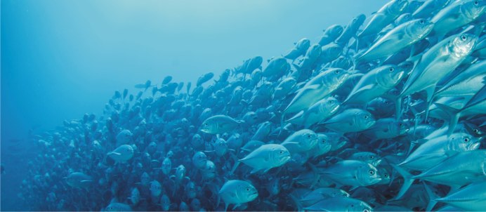 Адриатическое море сардины