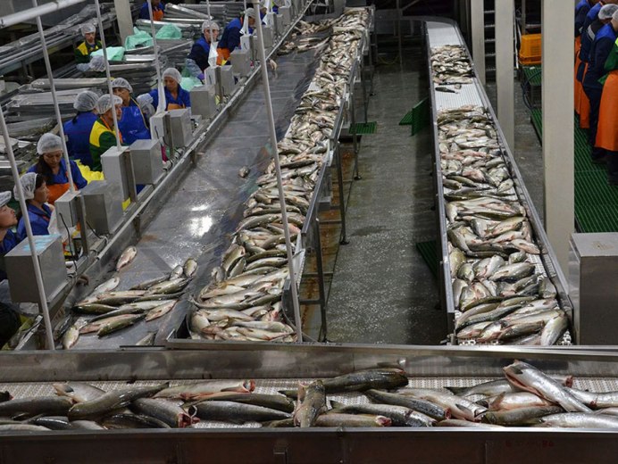 Добыча рыбы