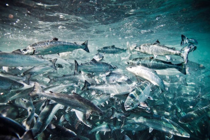 Промысловая океанология