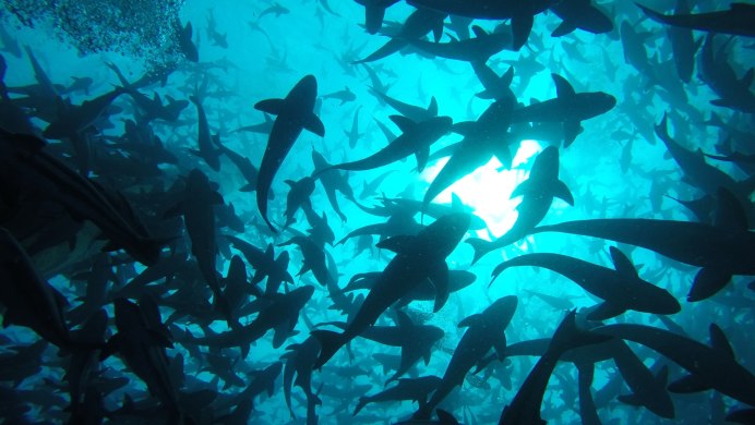 Открытый океан Пелагическая экосистема