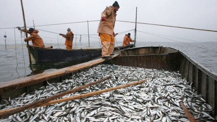 Рыбное хозяйство Сахалин