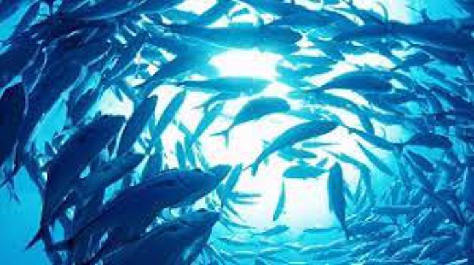 Рыбы под водой вид сверху