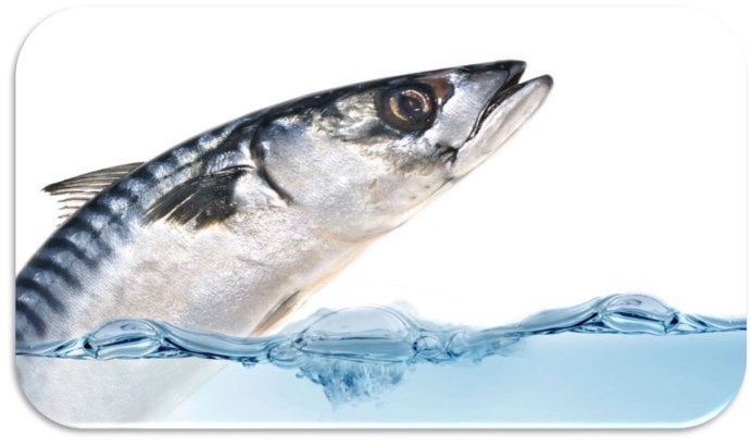 Каспийское море промышленное рыболовство кильки