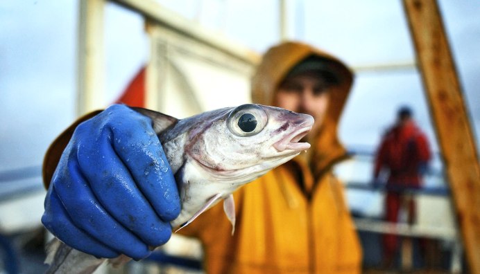 Лососевая Путина на Камчатке