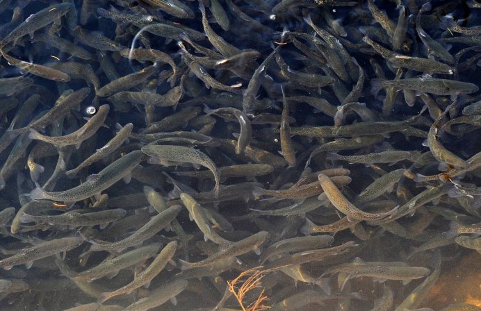 Сельдь в банке