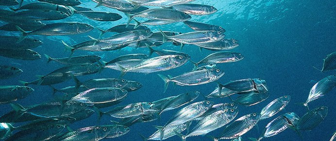 Рыба в прозрачной воде