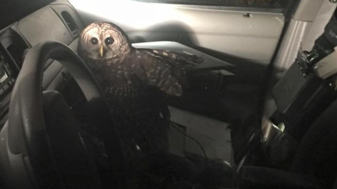 Bubo Bubo (Linnaeus, 1758)