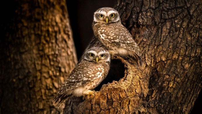 Болотная Сова (ASIO flammeus)