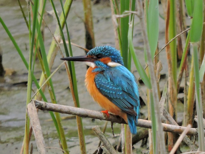 Обыкновенный поползень