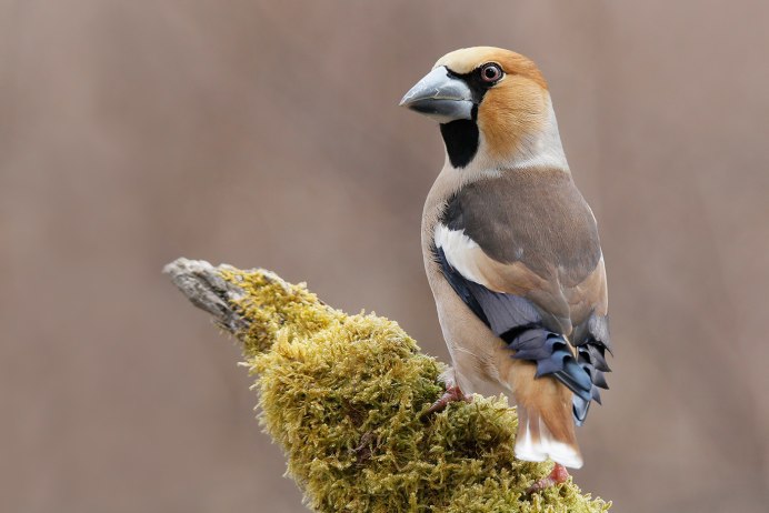 Зимородок Кингфишер