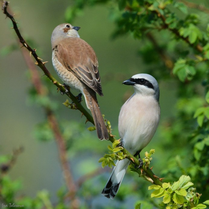 Обыкновенный Дубонос