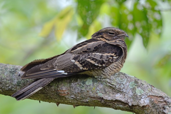 Обыкновенный поползень