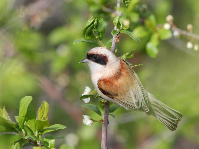 Обыкновенный (голубой) Зимородок