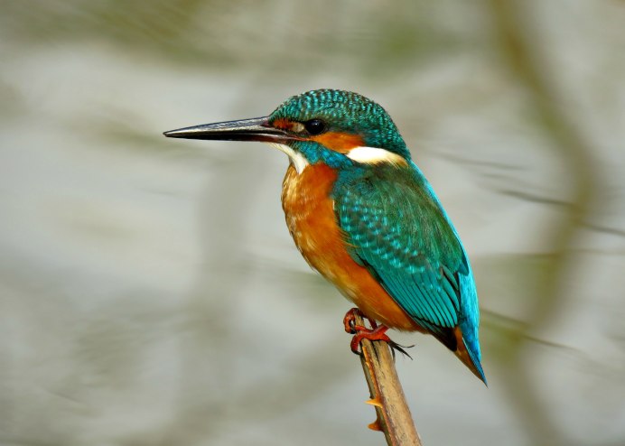 Обыкновенный Зимородок гнездо