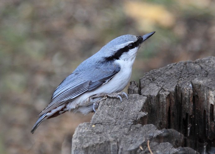 Обыкновенный Соловей поет