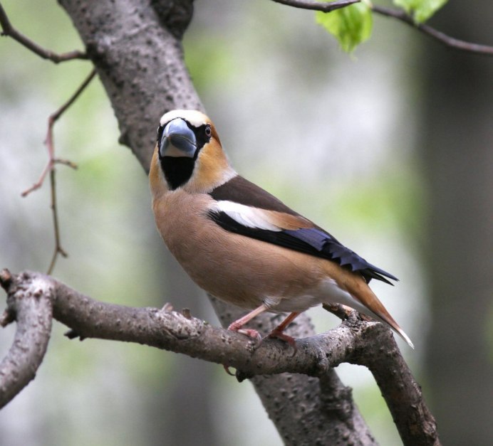 Обыкновенный поползень