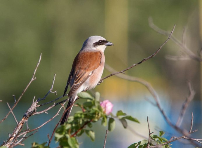 Обыкновенный жулан