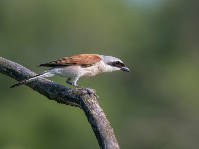 Дубонос обыкновенный птица
