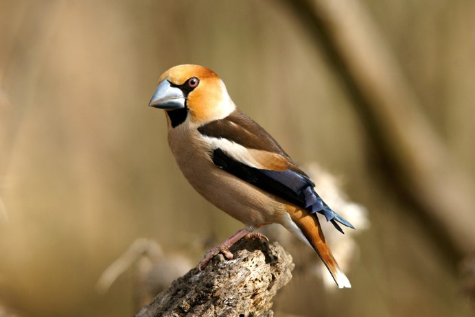 Обыкновенный Дубонос