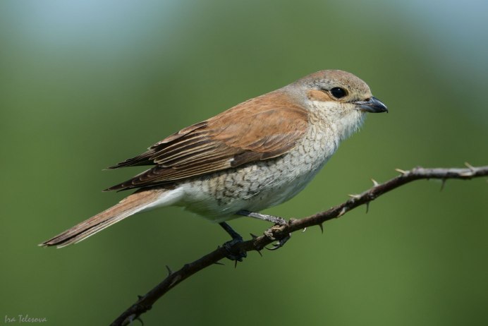 Обыкновенный скворец