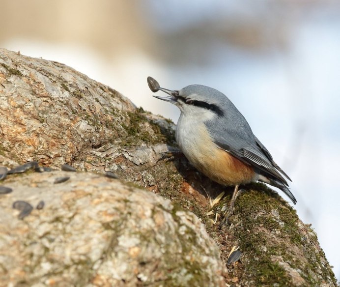 Габонский козодой