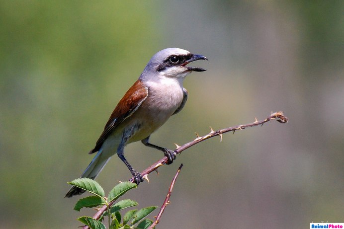 Птица сорокопут жулан