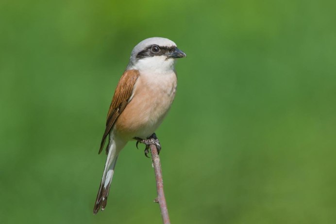 Поползень Пржевальского
