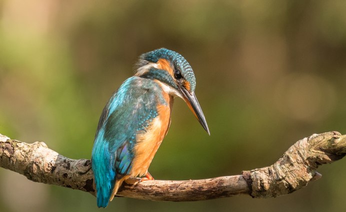 Обыкновенный поползень