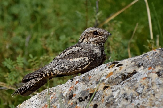 Пищуха птичка